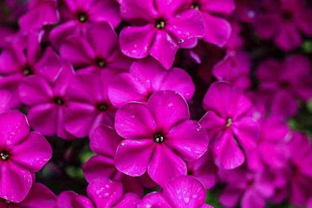 istock Vibrant purple-violet flakes. 1166965451