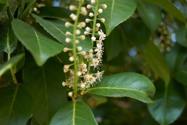 Prunus laurocerasus close up