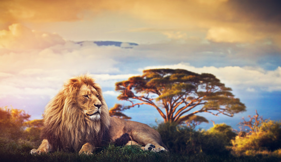 Lion lying in grass on savanna. Sunset over Mount Kilimanjaro. Safari in Africa