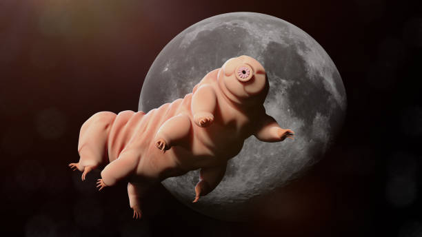 tardigrade, water bear in outer space stock photo