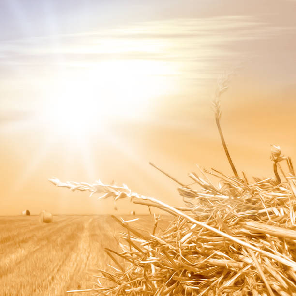 istock Idyllic sunny cornfield fall background - autumn landscape - natural concept with cereals - thanksgiving theme - photo in late summer with oil paint filter 1166969518
