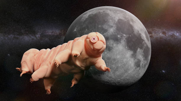 tardigrade, water bear visiting the Moon cute microscopic life form capable of surviving outer space water bear stock pictures, royalty-free photos & images