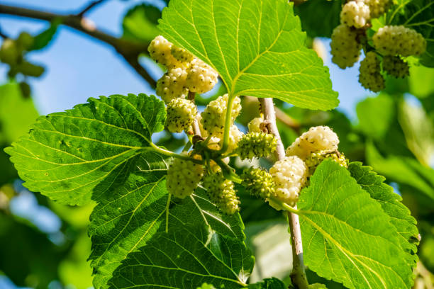 istock close up mulberry fruits and green leaves on tree branches. 1166971676