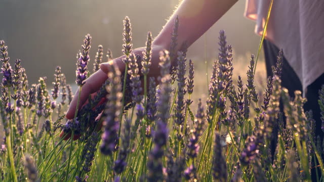 Gardener caring for blooming lavender. Soft touch