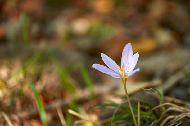 Crocus flower among yellow leaves in forest, full frame