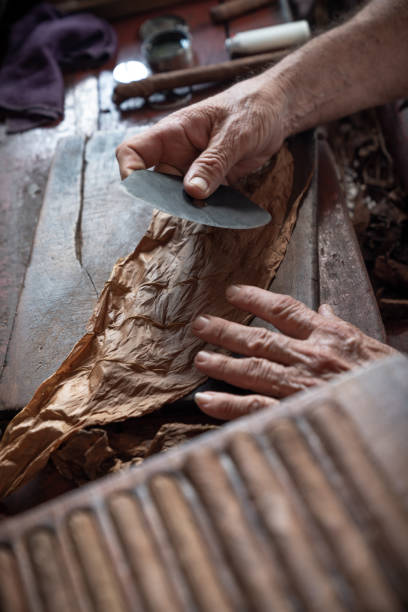 istock Cigar rolling or making by supporter in Cuba, Pinar del Rio province 1166973840