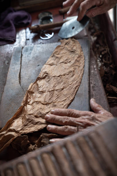 istock Cigar rolling or making by supporter in Cuba, Pinar del Rio province 1166974571