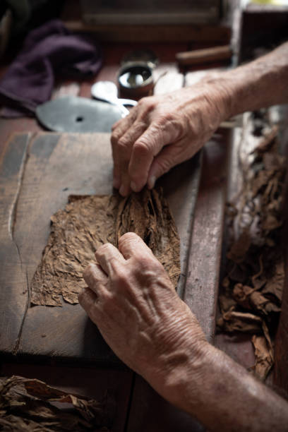 istock Cigar rolling or making by supporter in Cuba, Pinar del Rio province 1166974683