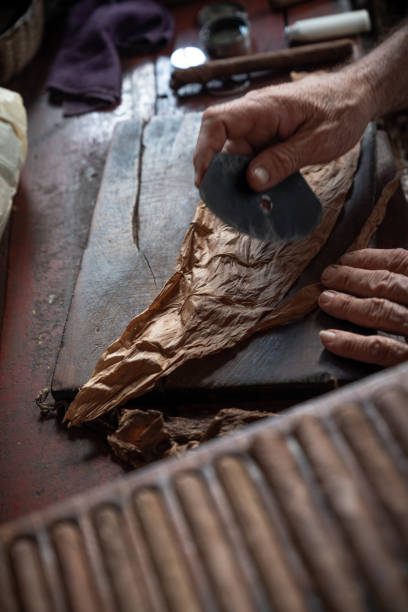 istock Cigar rolling or making by supporter in Cuba, Pinar del Rio province 1166974713