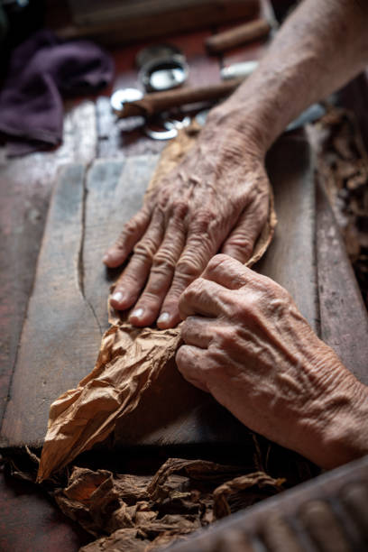 istock Cigar rolling or making by supporter in Cuba, Pinar del Rio province 1166974717
