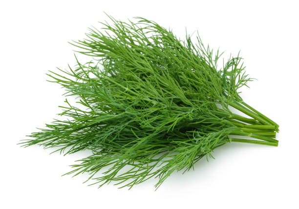 istock Bunch of fresh green dill isolated on white 1166975293