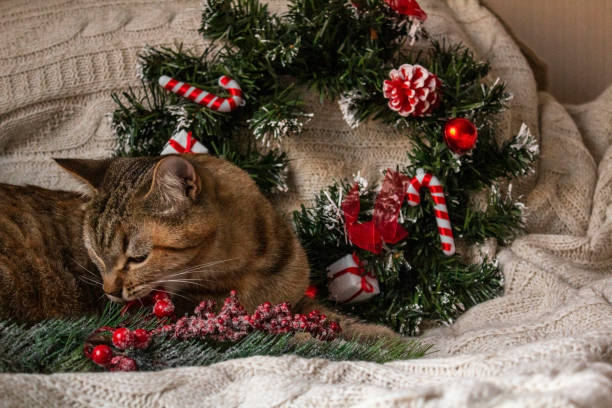 istock Brown striped kitty plaing with Christmas wreath on knitted woolen beige plaid. 1166976562