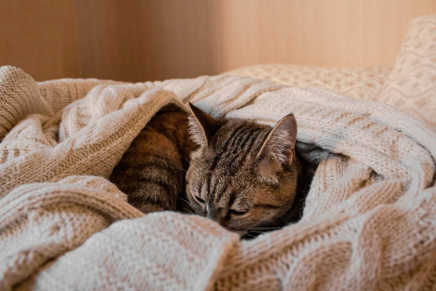 istock Brown striped kitty sleeps on knitted woolen beige plaid. 1166976563