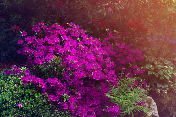 istock Beautiful Garden with blooming trees during spring time 1166978765