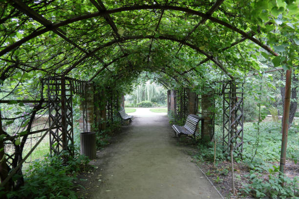 istock Wild grape tunnel in the city park 1166979425