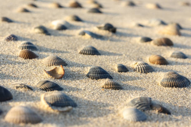 strand schelpen - duitse noordzeekust stockfoto's en -beelden