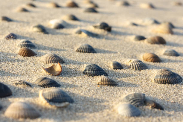 beach shells - pacific ocean fotos imagens e fotografias de stock