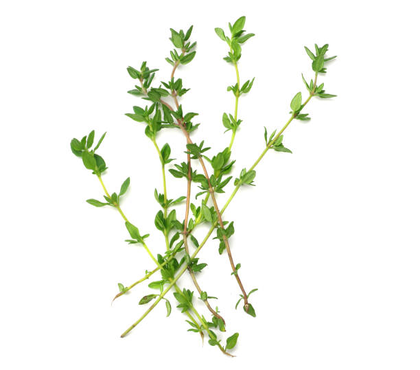 istock green thyme bunch isolated on white background. top view 1166980919