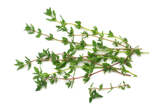 istock green thyme bunch isolated on white background. top view 1166980927
