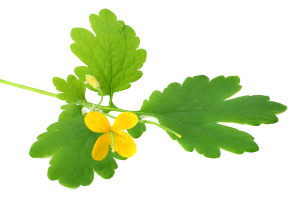 yellow flower with green leaf isolated on white background. top view