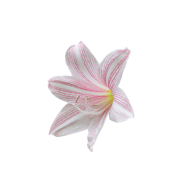 Beautiful Pink lilly star flowers on white background.