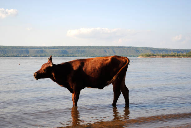 istock calf on the river in summer 1166983796