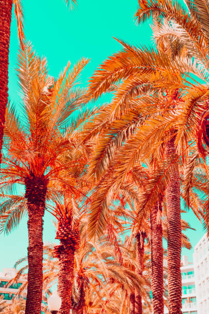 istock Orange palms on turquoise sky. Tropical plants 1166983872