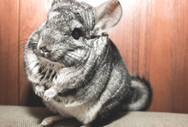 istock Grey chinchilla is sitting on the sofa. Cute fluffy pet. 1166984978