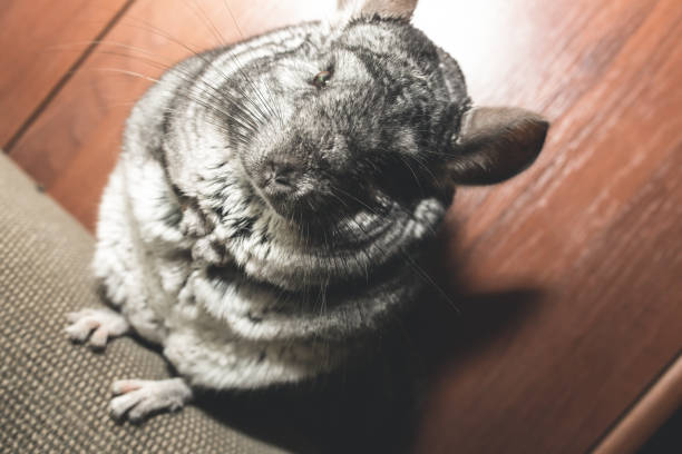 istock Grey chinchilla is sitting on the sofa. Cute fluffy pet. 1166985012