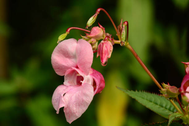 istock Flowering ornamental jewelweed. 1166985994