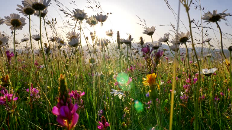 Lupines, chamomiles and other wild flowers on an Alpine meadow during sunrise. Sun is lifting above mountains and getting through the plants with its beams. Steadicam, UHD