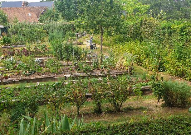 Vegetable garden in Normandy well ordered.