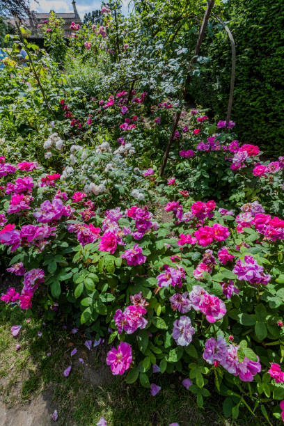 istock lush english cottage garden 1166988131