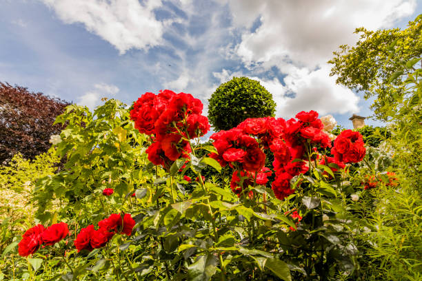 istock lush english cottage garden 1166988252