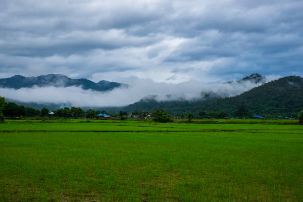 istock Panoramic view nature Landscape of a green field with rice 1166988348