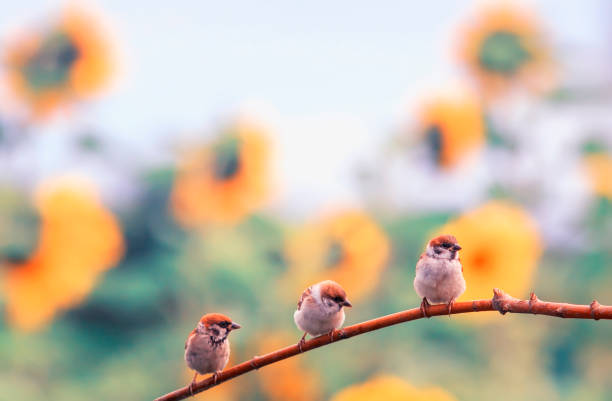 three funny little chubby Sparrow Chicks sitting on a branch in a Sunny summer garden on a background of bright yellow flowers