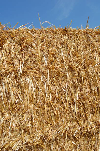 istock Extreme close up on a barley bale and a clear blue sky above. 1166991988
