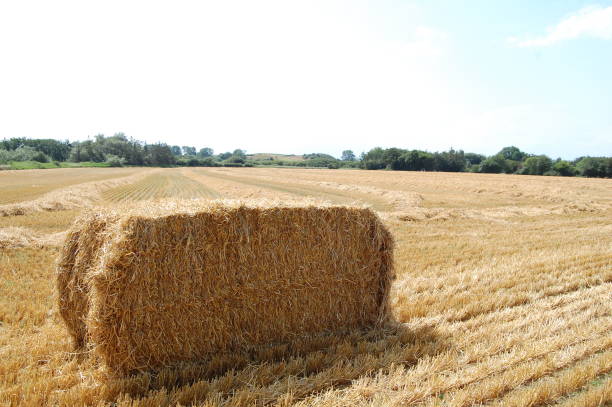 istock A bale of barley in a harvested field. 1166992015