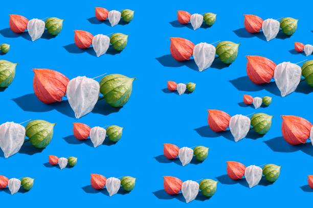 seamless pattern of physalis on blue background . stock photo