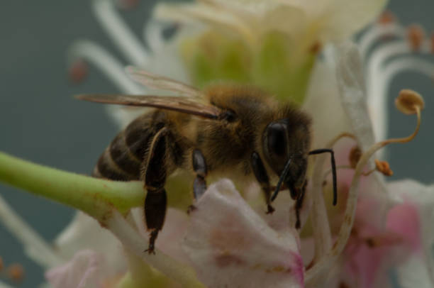 istock The bee sucks juice from the flower 1166993236