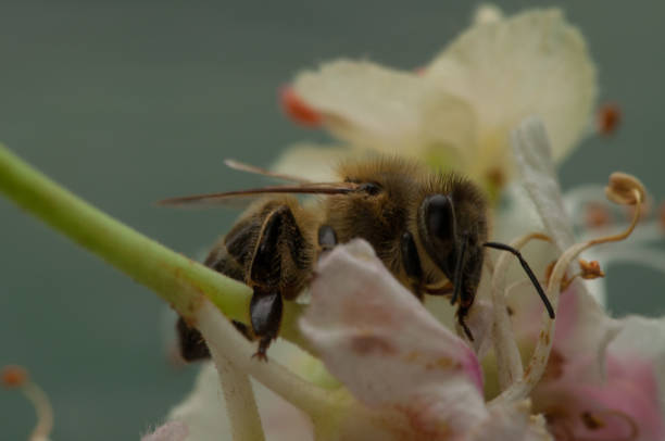istock The bee sucks juice from the flower 1166993349