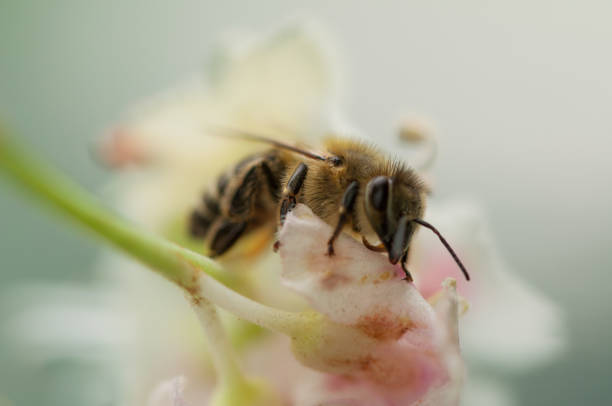istock The bee sucks juice from the flower 1166993480