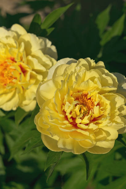 istock Blooming yellow peony flowers 1166993653