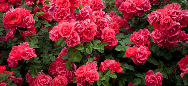 Blooming red rose with raindrops, red rosebud with raindrops. Raindrops on a red rose in the garden. Close-up.