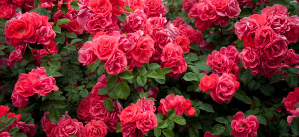 o arbusto levantou-se cor vermelha cor-de-rosa. as flores floresceu no fundo das folhas verdes. fundo floral da flora para um cartão. linda flor. - bed of roses fotos - fotografias e filmes do acervo