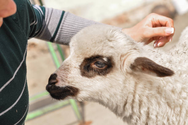 istock The little sheep is biting the woman's finger. 1166994342