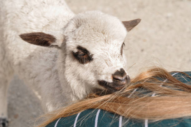 istock The little sheep is biting the woman's finger. 1166994343