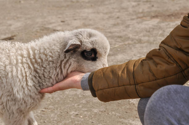istock The little sheep is biting the woman's finger. 1166994412