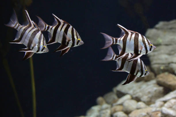istock Close up of topical fish in aquarium 1166995580