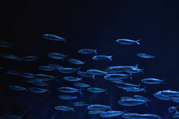 istock Shoal of fish deep undersea and sand 1166995581